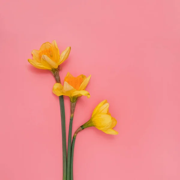 Žluté narcisy na růžovém zadečku, Den matek — Stock fotografie