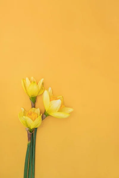 Yellow daffodils with copy space, spring flowers — Stock Photo, Image