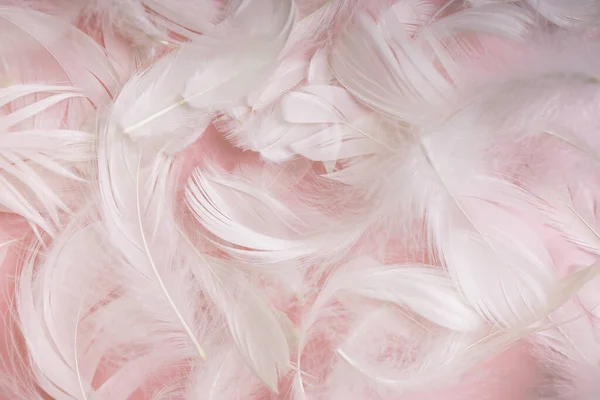 Plumas blancas suaves y suaves sobre rosa pastel —  Fotos de Stock