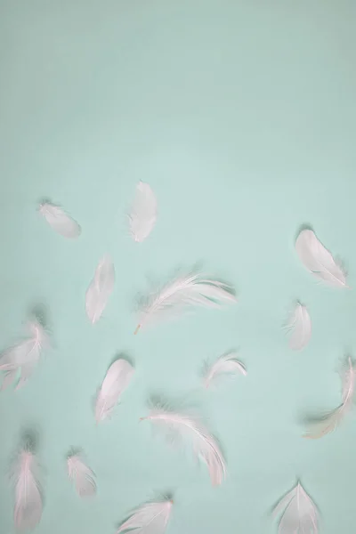 Vita fjädrar på pastell bakgrund — Stockfoto