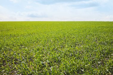 Güneşli bir günde Boş Çimen Sahası