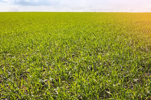 Empty Grass Field on sunny day — Stock Photo, Image