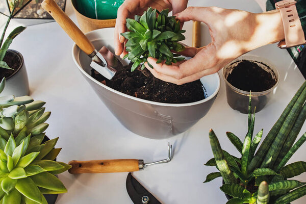 Womans hands transplanting succulents in one pot on.