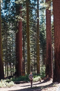 Genç bir gezgin büyük sekoya ağaçlarının arasında yürüyor.