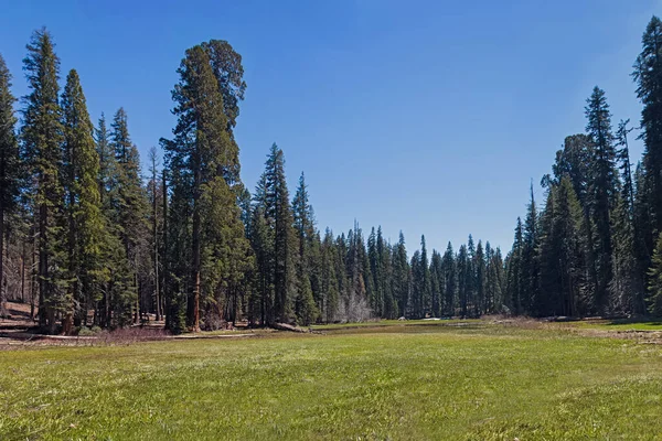 Prato verde con alti alberi di sequoia sullo sfondo — Foto Stock