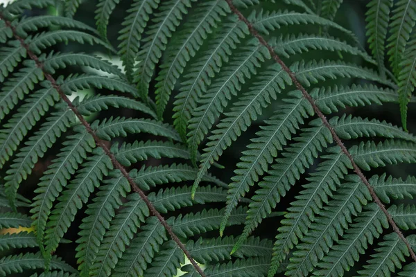 Close-up tiro de folhas de samambaia na floresta — Fotografia de Stock