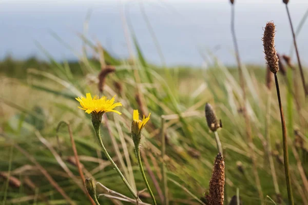 牧草地で花や草のクローズアップショット. — ストック写真