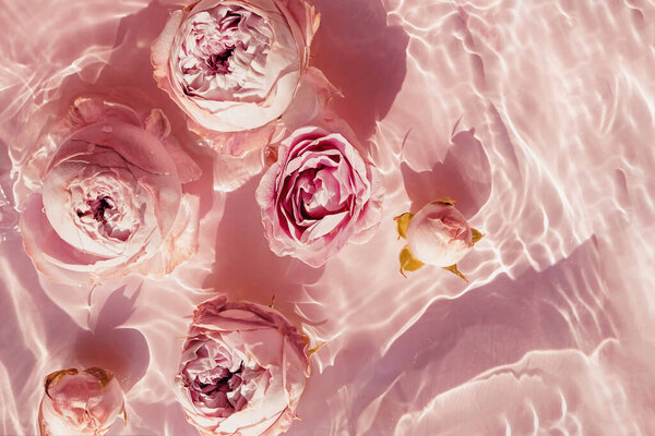 Roses in water with ripple on pink background — Stock Photo, Image