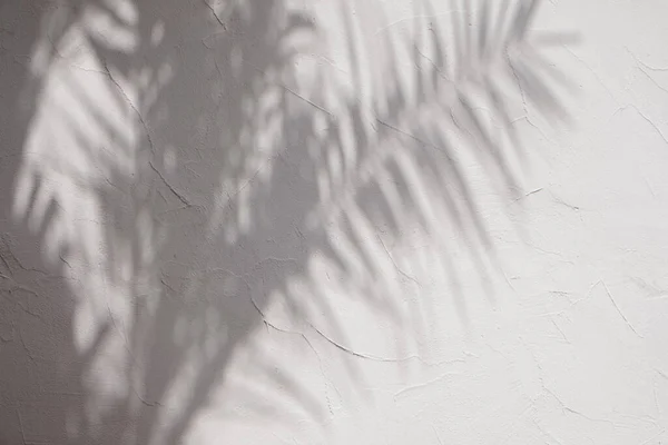 Sombras de hojas de palma tropical en la pared blanca. — Foto de Stock