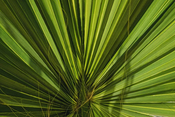 Tropic folha de palma verde close-up — Fotografia de Stock
