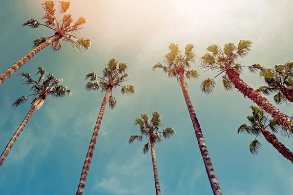 Magas trópusi pálmafák a kék ég ellen — Stock Fotó