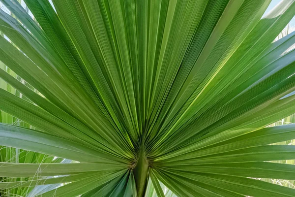 Tropic folha de palma verde close-up — Fotografia de Stock