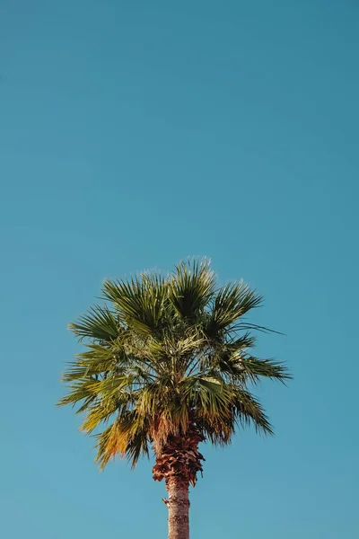 Palmera tropical alta contra el cielo azul — Foto de Stock