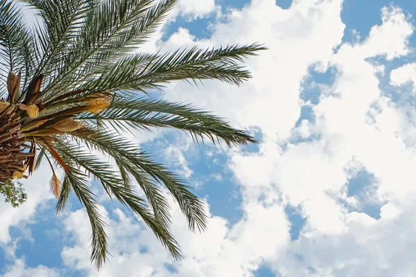 Palmboom tegen de blauwe lucht met wat wolken — Stockfoto