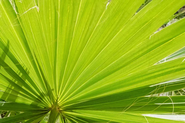 Tropic folha de palma verde fechar textura — Fotografia de Stock