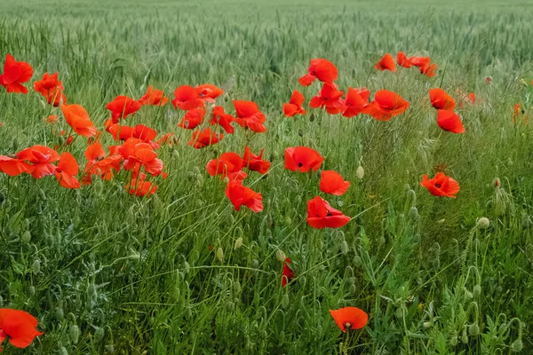 赤いケシの花の畑. — ストック写真