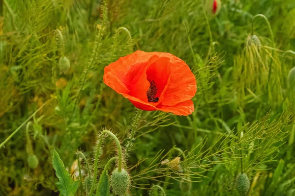 フィールド上の赤いケシの花 — ストック写真