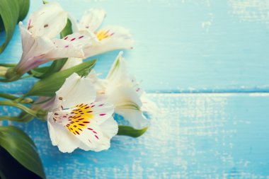 Mavi ahşap masa üzerinde beyaz alstroemeria