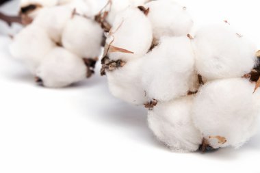 Beyaz arkaplanda yalıtılmış pamuk fabrikası 