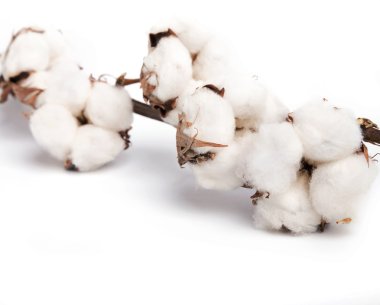 Beyaz arka plan üzerinde pamuk brunch