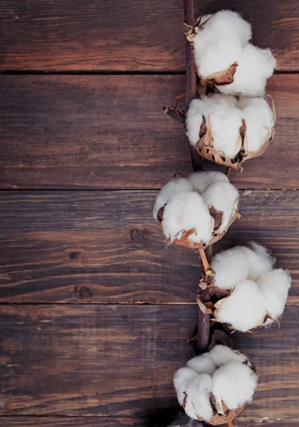 Cotton brunch on the wooden background — Stock Photo, Image