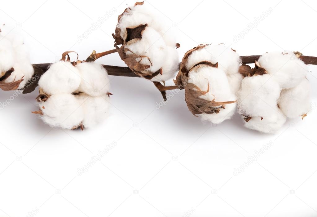 Brunch of cotton plant on white background