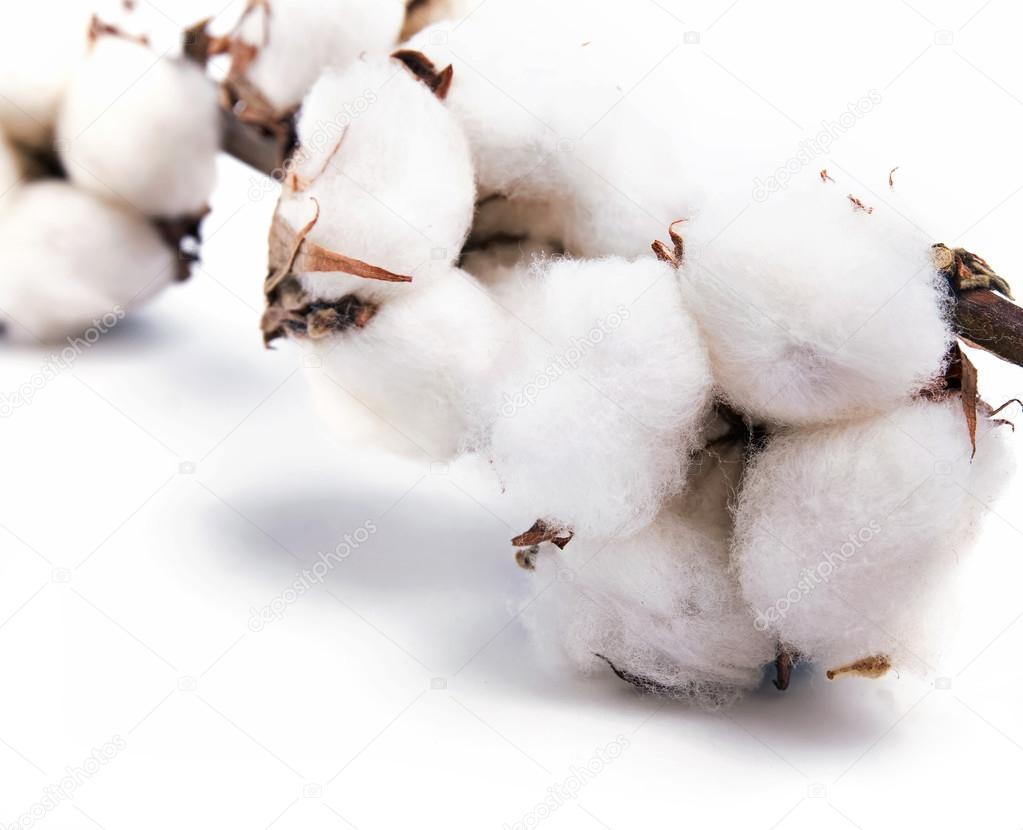 Cotton plant isolated on white background 