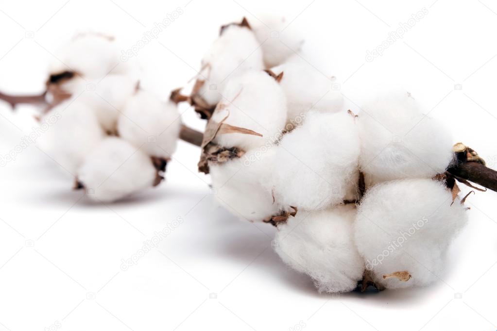 Cotton plant isolated on white background 