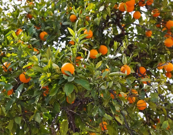 Almuerzos con frutos de mandarina —  Fotos de Stock