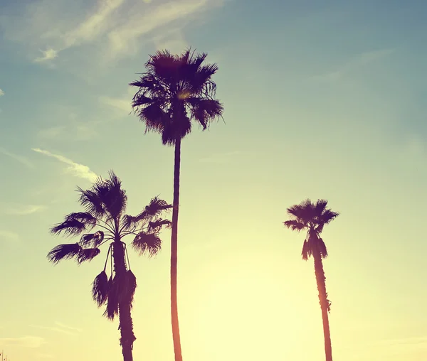 Silhouette of palm trees — Stock Photo, Image