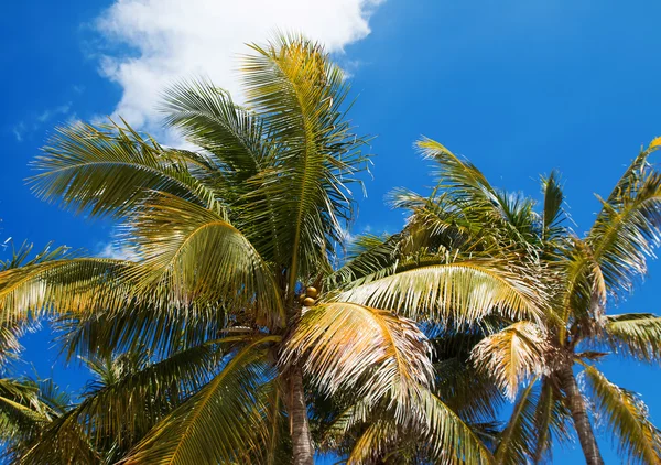 Exotic palm trees — Stock Photo, Image