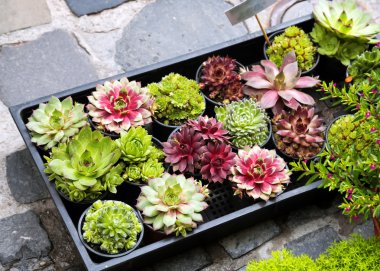 Çeşitli succulents bitkiler 