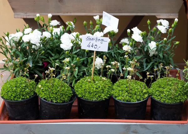 Plantas no mercado de rua — Fotografia de Stock