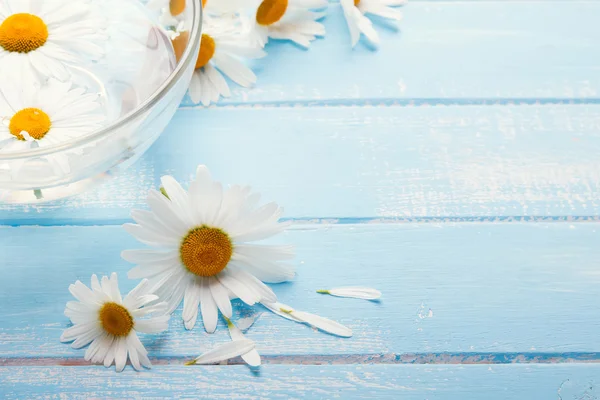 Daisies on the blue wooden table — Stock fotografie