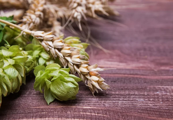 Hopfenzapfen und Weizenähren aus nächster Nähe — Stockfoto