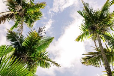 Bereketli yeşil palmiye yapraklarının yukarıdaki görüntüsü açık mavi gökyüzüne karşı yumuşak beyaz bulutlar, kopyalanmış boşluklu tropikal yaz arkaplanı.