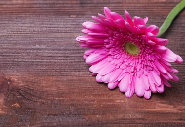 Ahşap arka plan yakın çekim gerbera çiçek