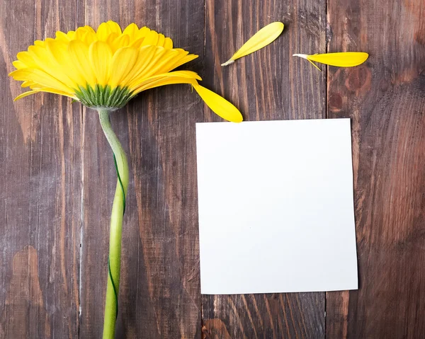 Sarı gerbera çiçek ve boş kağıt parçası — Stok fotoğraf