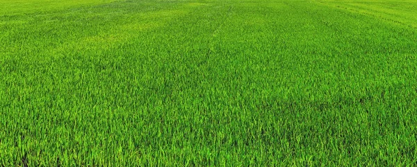 Reisfeld grün — Stockfoto