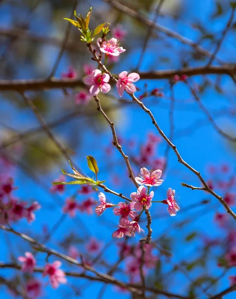 Sakura blossom tree — Stock Photo, Image