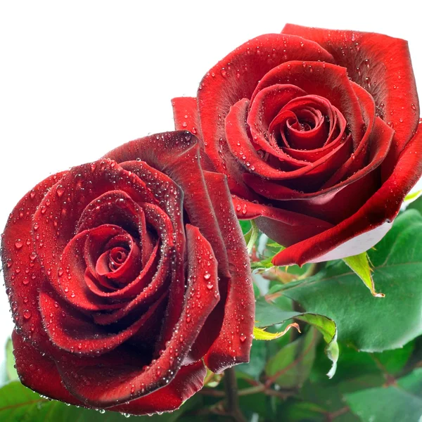 Rode rozen met waterdruppeltjes — Stockfoto
