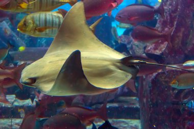 Eagle ray sualtı uçan