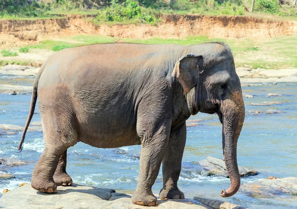 アジアの若い象 — ストック写真