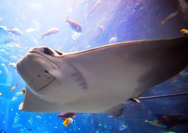 Eagle ray flying underwater — Stock Photo, Image