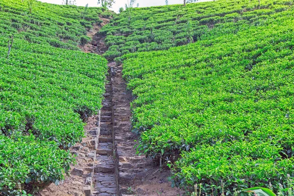 Fields of Ceylon tea — 图库照片