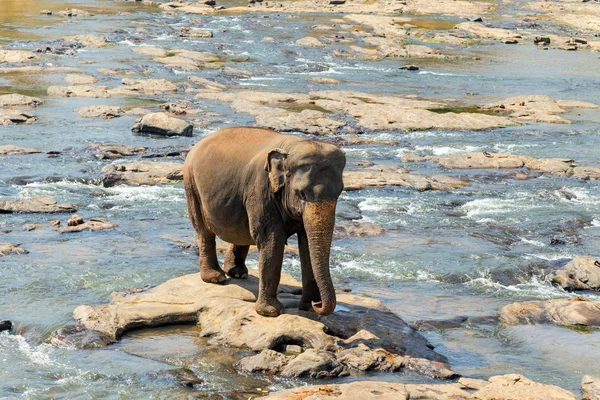 川で象のお風呂 — ストック写真