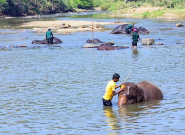 Elepants Bathing in River Sri Lanka clipart