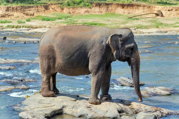 川スリランカで象のお風呂 — ストック写真