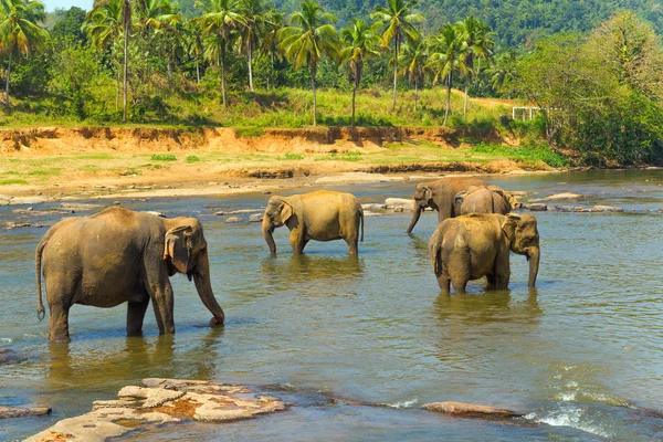 Elefantes en el río Sri Lanka — Foto de Stock
