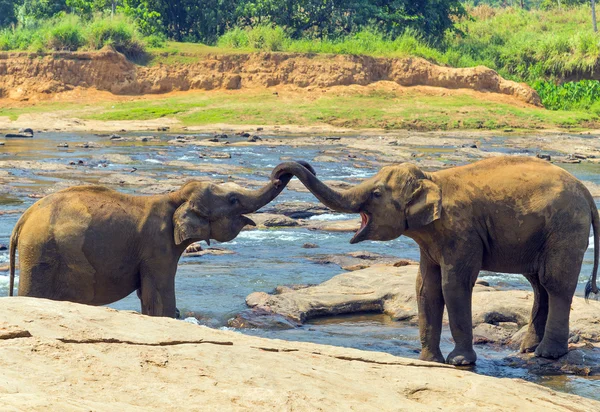 Elephants bath in the river Sri Lanka — Stock Photo, Image